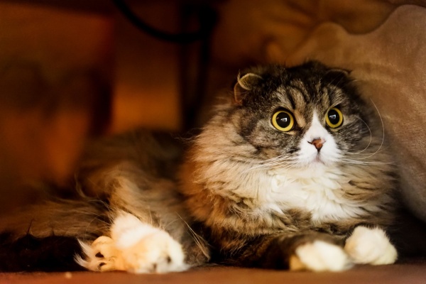 電力会社乗り換え停電